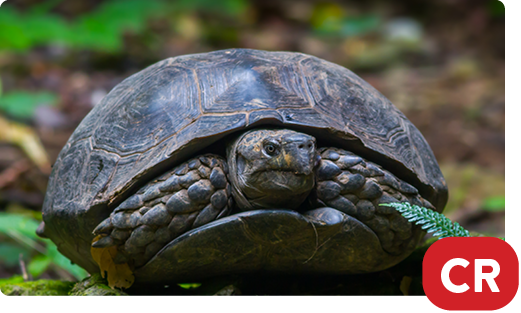 Asian brown tortoise