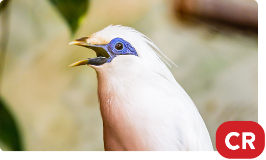 Bali myna