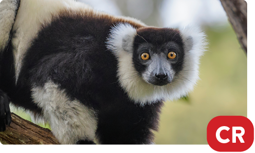 Black and white ruffed lemur