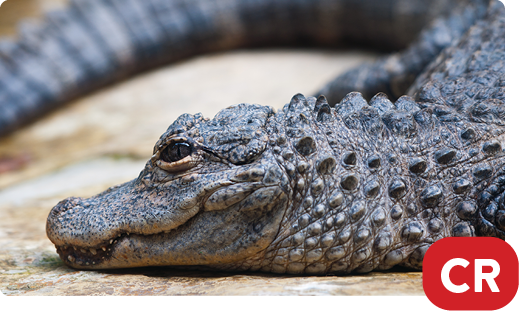 Chinese alligator