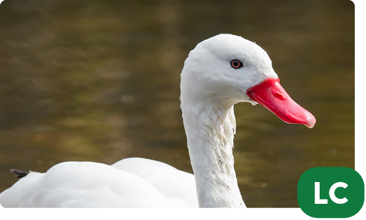 Coscoroba swan