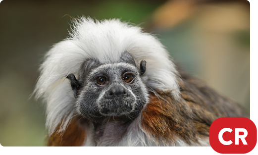 Cotton-top tamarin