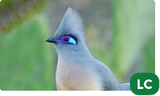 Crested coua