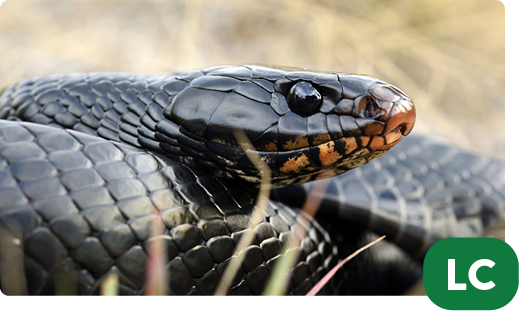 Eastern indigo snake