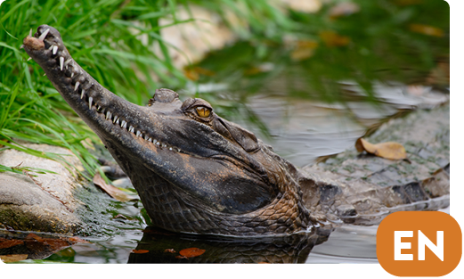 False gharial