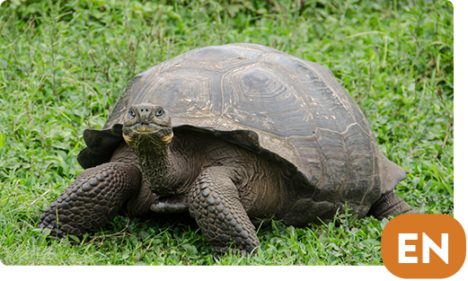 Galapagos tortoise