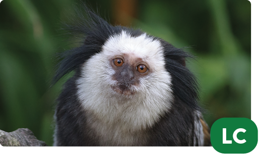 Geoffroy’s marmoset