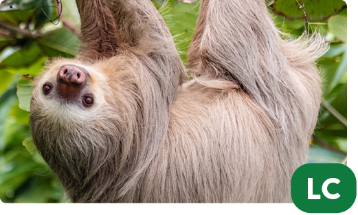 Hoffman’s two-toed sloth