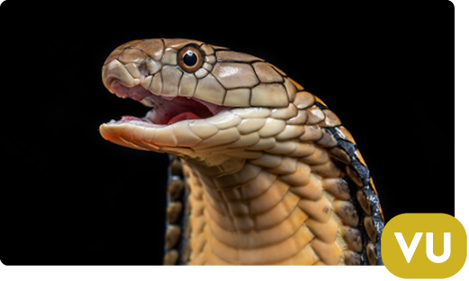 King cobra