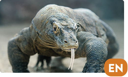 Komodo dragon