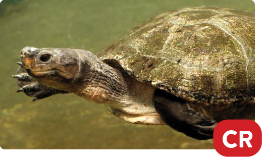 Malayan giant pond turtle