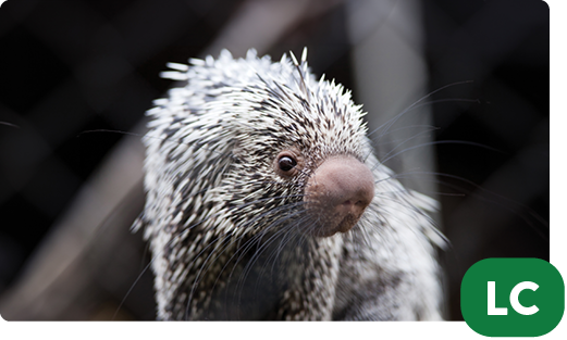 Prehensile-tailed porcupine