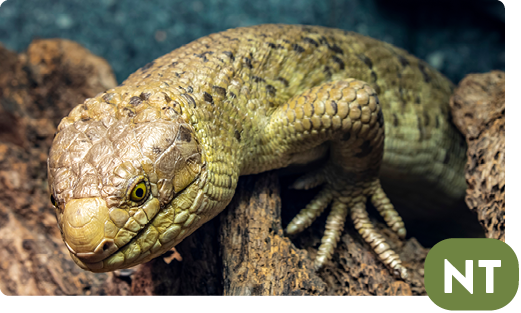 Prehensile-tailed skink