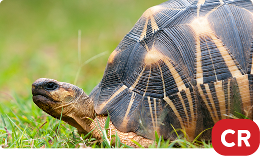 Radiated tortoise