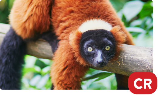 Red-ruffed lemur