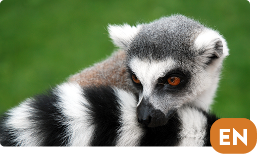 Ring-tailed lemur