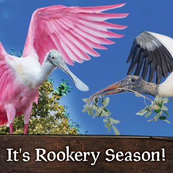 Rookery Season 2025