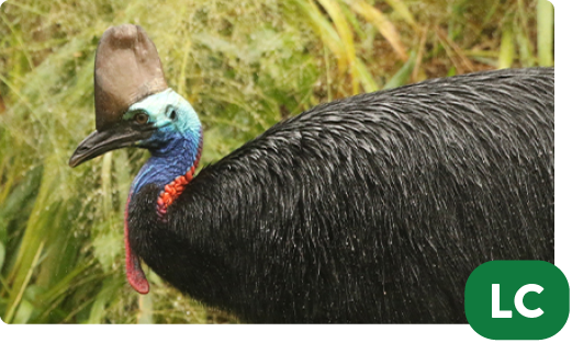 Southern cassowary