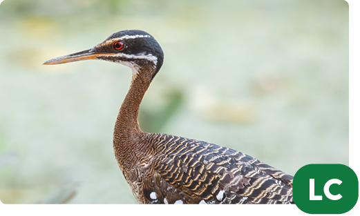 Sunbittern