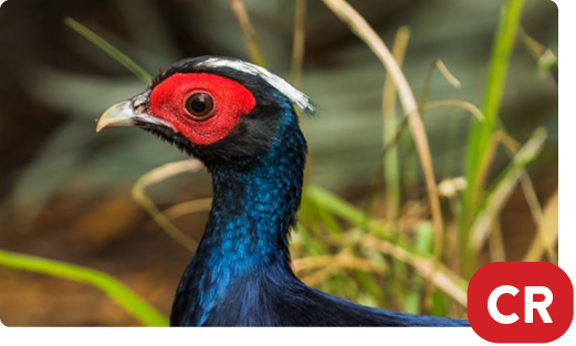 Vietnam pheasant