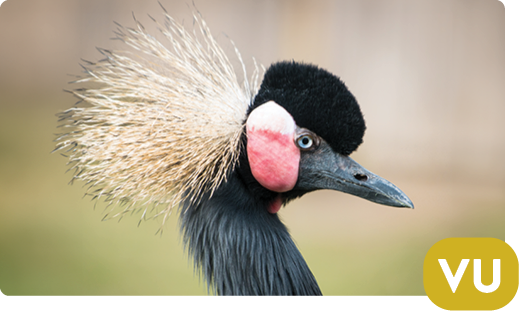 West African crowned crane