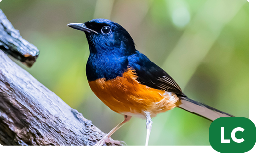 White-rumped shama