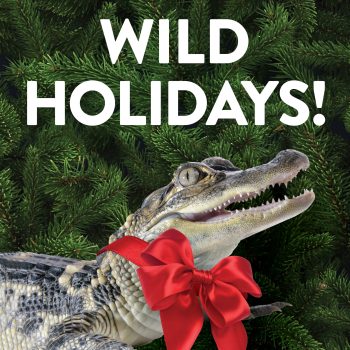 Holidays at the St. Augustine Alligator Farm